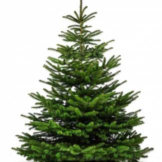 Nordman Fir Tree