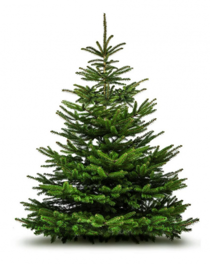 Nordman Fir Tree