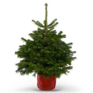 3ft Potted Nordman Fir Christmas Tree